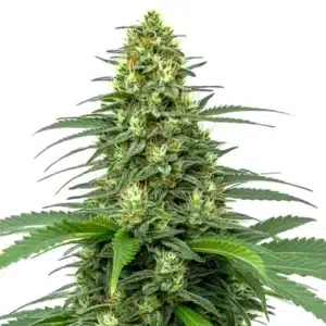 Amnesia Auto cannabis plant with dense green buds and orange pistils.
