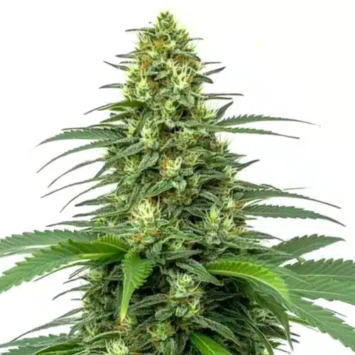 Amnesia Auto cannabis plant with dense green buds and orange pistils.