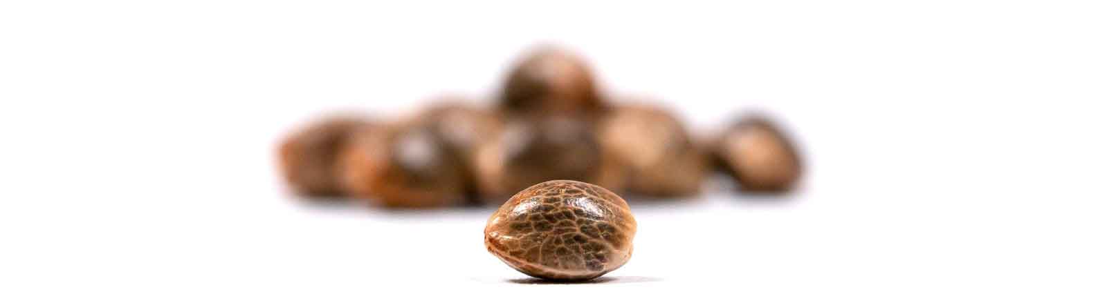 Buy marijuana seeds online