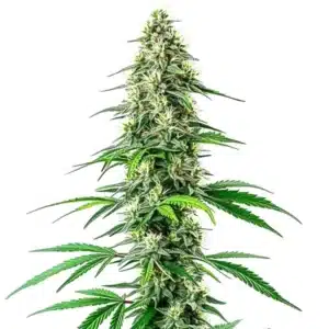 Dense CBD Black Diesel cannabis bud with dark green hues and resinous trichomes.