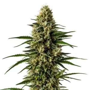 CBD Lemon Skunk bud with a citrus aroma, covered in frosty trichomes.