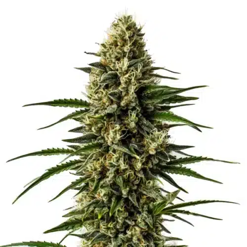 CBD Lemon Skunk bud with a citrus aroma, covered in frosty trichomes.