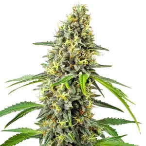 Deimos Auto cannabis plant with compact buds and a frosty trichome layer.