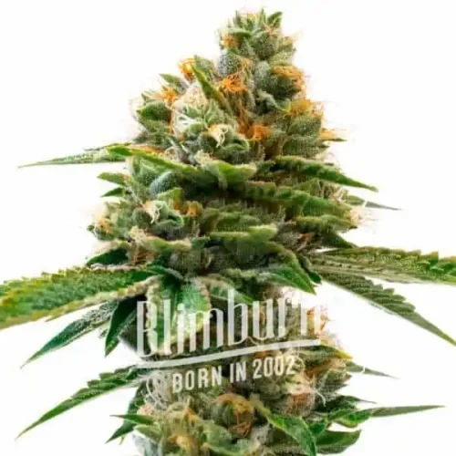 Fruit Auto