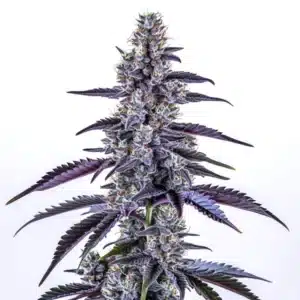 Grape Ape Autoflower cannabis plant with deep purple buds and frosty trichomes.
