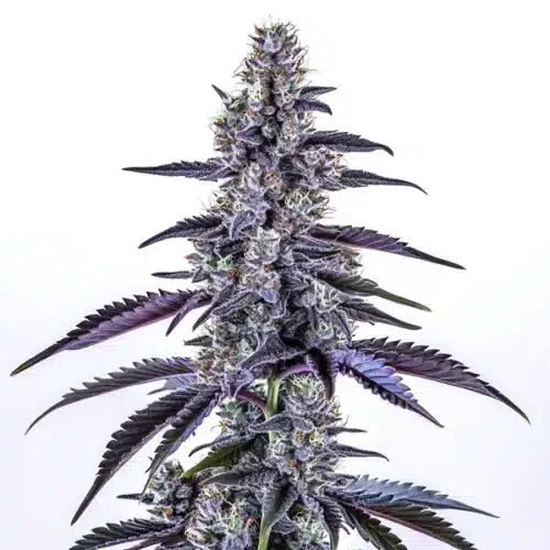Grape Ape Autoflower cannabis plant with deep purple buds and frosty trichomes.