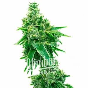 NYC Diesel Regular