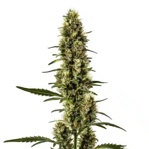 Skunk Regular cannabis plant with compact frosty buds and classic leaf shape.