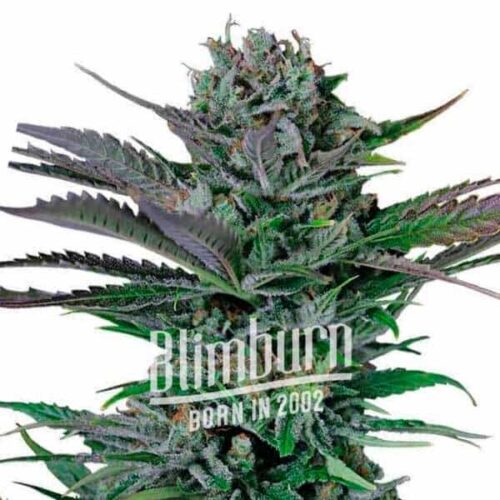 Somango Regular
