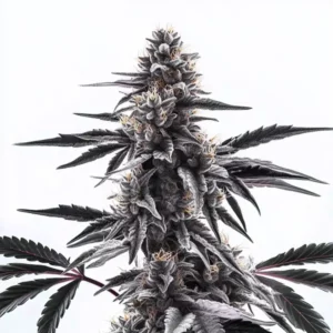 Dark purple cannabis bud with frosty trichomes, highlighting the Sweet Black Rose Regular strain.
