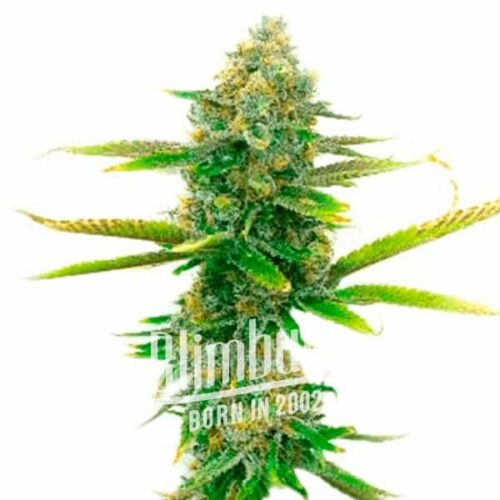 Sweet Tooth Regular