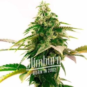 Zkittlez Regular