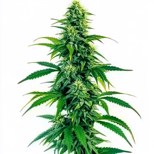 Acapulco Gold Autoflower cannabis plant with tall structure, vibrant green foliage, and dense buds covered in frosty trichomes against a white background