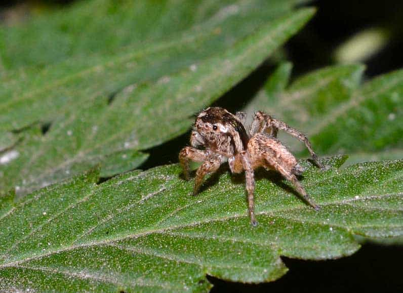 Insect in cannabis