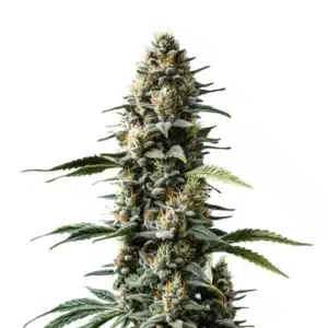 Skunk Auto cannabis with tight green buds, orange hairs, and broad serrated leaves.