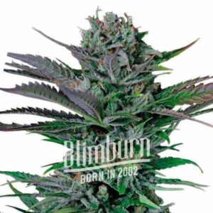 Somango Auto