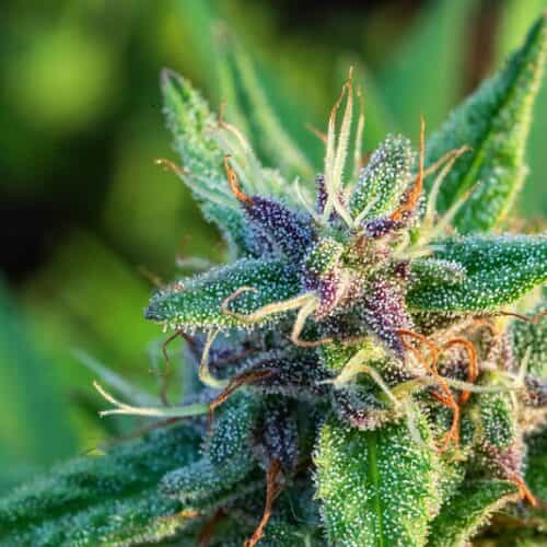 Discover potent varieties & learn about their effects.