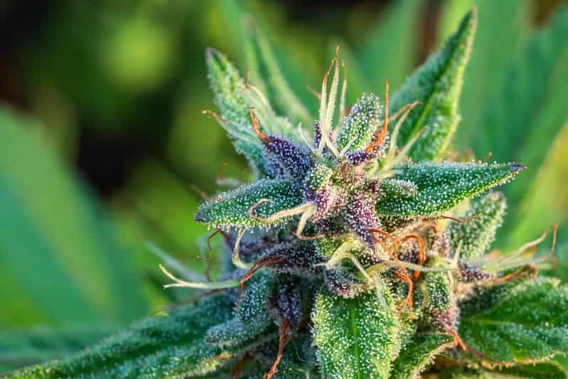 Conditions for growing autoflowering outdoors