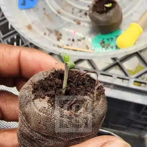 Premium pack of Animal Mints seeds