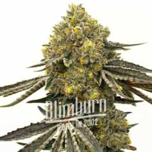 Critical x Fast Bud Auto