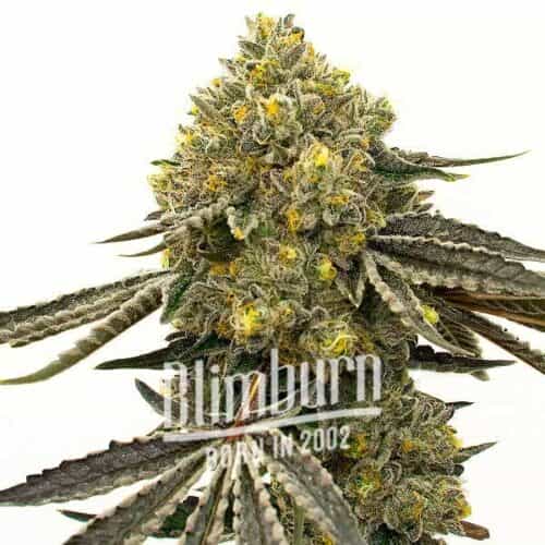 Critical x Fast Bud Auto