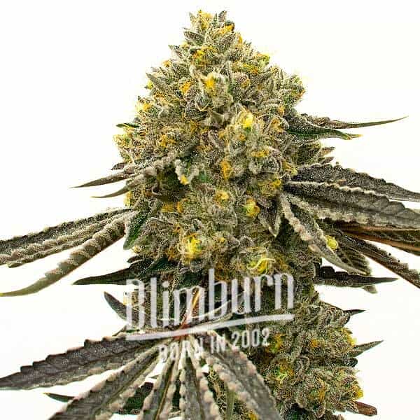 Critical x Fast Bud Auto