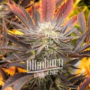 Red Skunk Kush Auto