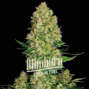 Skunk Kush