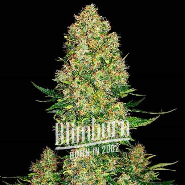 Skunk Kush