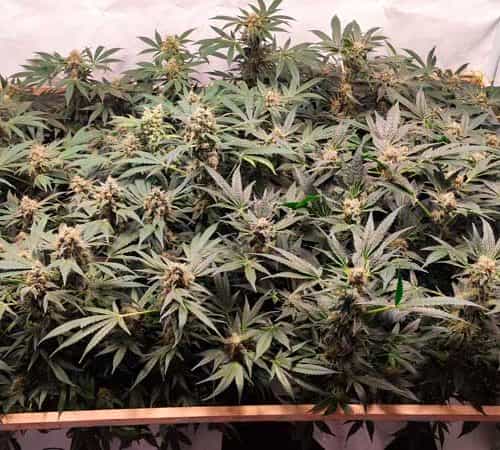 Taangie defoliatrion 2