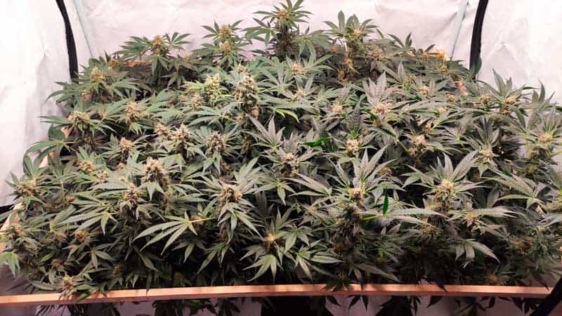 Taangie defoliatrion 2