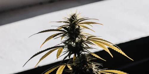 close-up of a mature cannabis flower with orange-tinged leaves in natural light