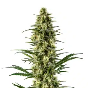 Bright green Agent Orange cannabis bud with orange pistils and citrus-scented trichomes.