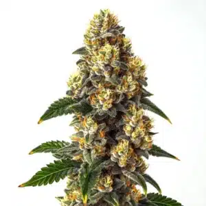 Bubba Kush strain showcasing dense, frosty buds with deep green foliage.