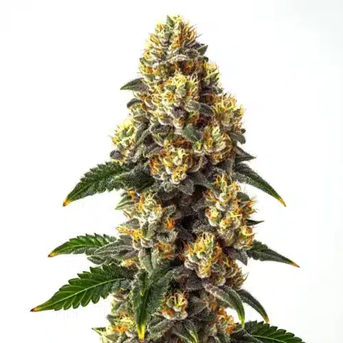 Bubba Kush strain showcasing dense, frosty buds with deep green foliage.