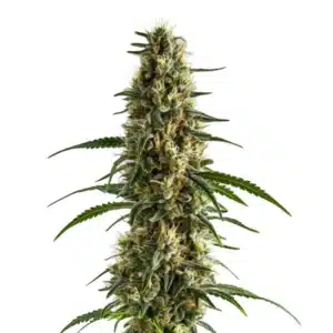Clementine cannabis strain featuring bright green, resin-covered buds with citrusy pistils.