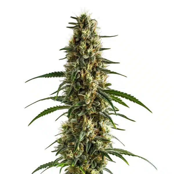 Clementine cannabis strain featuring bright green, resin-covered buds with citrusy pistils.