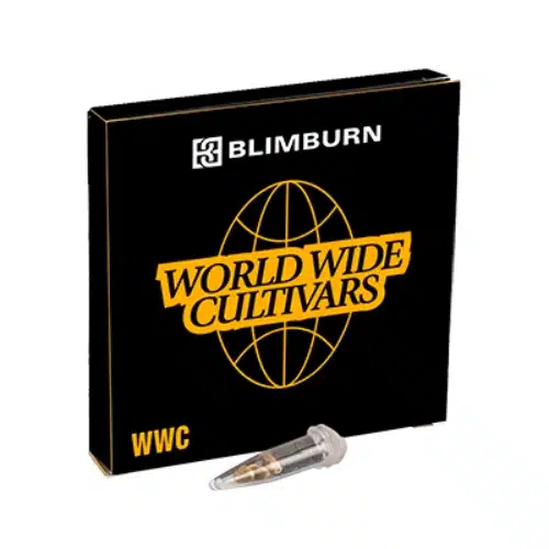 White Widow x AK 47 Cannabis Seeds Pack
