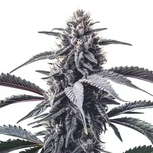 Dense GMO Cookies buds with amber hairs and a frosty trichome layer.
