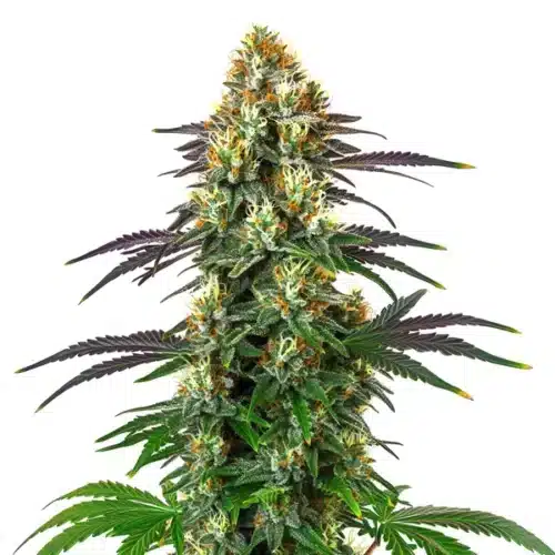 Dense, resinous buds of Gelato x Kosher Kush cannabis strain with a mix of green and purple hues.