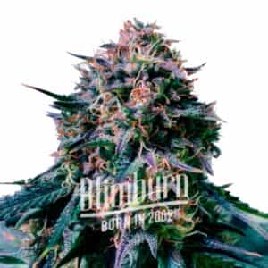 Moby Plant02