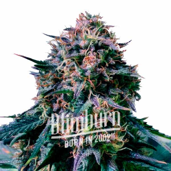 Moby Plant02