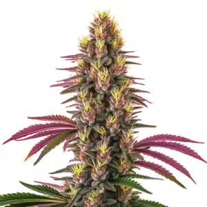 Pink Rozay cannabis plant with pinkish buds and a frosty coating.