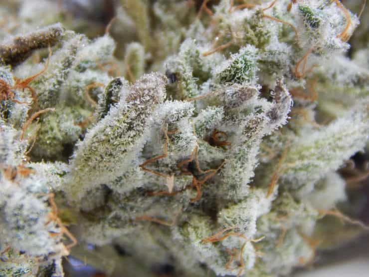 The cannabis trichomes