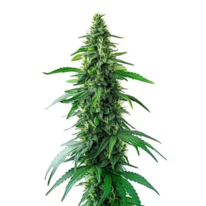 Close-up of Charlotte's Web cannabis plant featuring long, narrow leaves and dense, resin-coated buds.