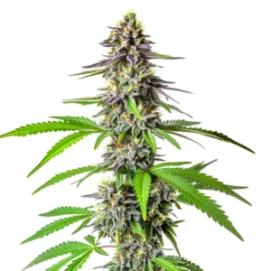 Frosty Cherry Alien Auto buds with purple undertones and trichomes