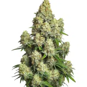 Compact Cinderella 99 Auto buds with resin and a vibrant green appearance.