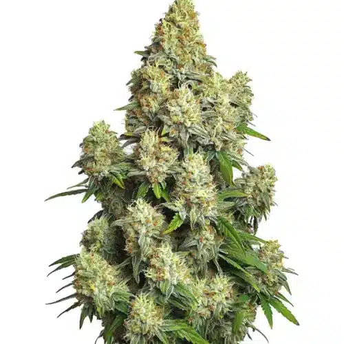 Compact Cinderella 99 Auto buds with resin and a vibrant green appearance.