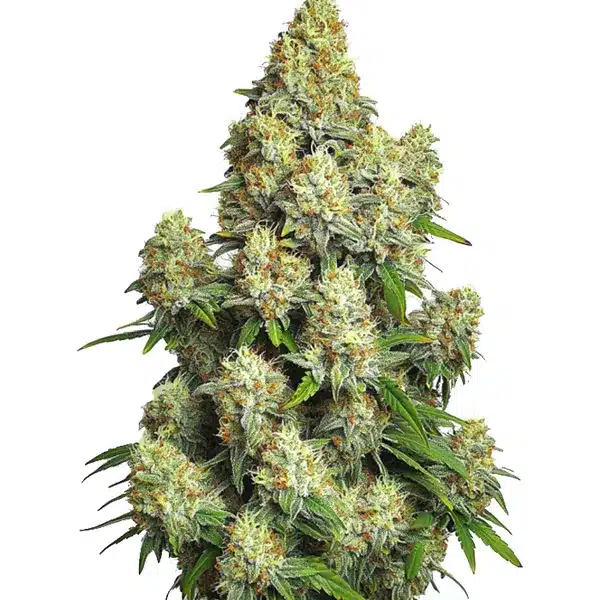 Compact Cinderella 99 Auto buds with resin and a vibrant green appearance.