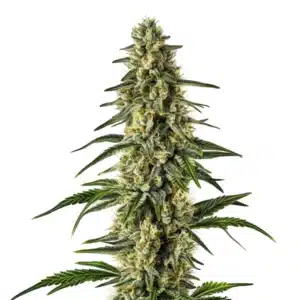 Matanuska Tundra Fast Version plant with dense icy buds and frosty white trichomes.